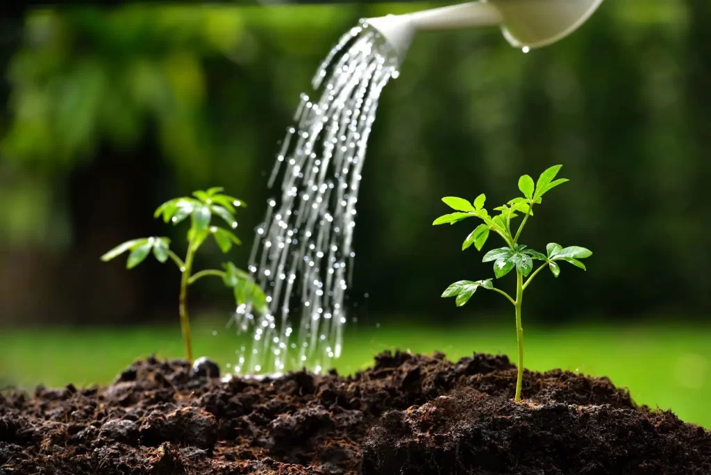 Garden being watered.